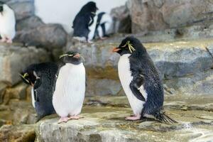 Pinguine Gruppe Stehen auf Felsen foto