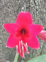 hell rot Amaryllis Blume mit Hibiskus Blätter isoliert auf Rinde Textur Hintergrund. Amaryllis ist ebenfalls bekannt wie das Belladonna Lilie, oder ein amarillo. foto