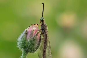 Nahansicht von ein Grün Insekt auf ein Blume Blüte. foto