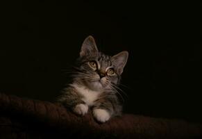 Porträt von wenig Outbred Kätzchen Über schwarz Hintergrund foto