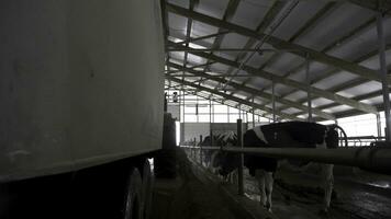 Traktor mit Anhänger verteilt Futter zu Kühe beim ein Bauernhof, Landwirtschaft Konzept. Filmaufnahme. Kühe Fütterung Prozess beim das modern, Milch Bauernhof mit ein Traktor Fahren im Bauernhof Scheune. foto