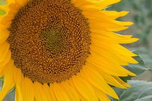 Nahaufnahme einer Sonnenblume, die in einem Feld wächst? foto