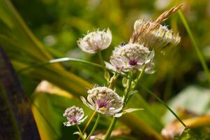 ein schließen oben von etwas Blumen im ein Feld foto