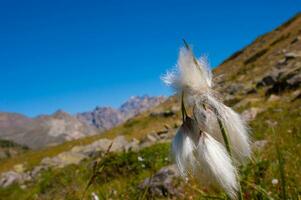 ein Weiß flauschige Pflanze im das Gras foto