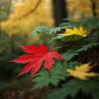 ai generiert Herbst Abschied Nahansicht von ein rot Ahorn Blatt im das Wald generativ durch ai foto