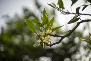 blühende Mandarinenzweige auf verschwommenem Hintergrund foto