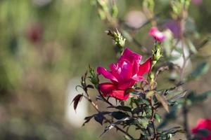 rosa Rosenblüten Nahaufnahme auf einem verschwommenen Hintergrund foto