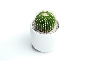 ai generiert oben Aussicht von klein Pflanze im Topf Sukkulenten oder Kaktus isoliert auf Weiß Hintergrund. Innen- Pflanzen. foto