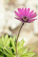 schön lila Blume Bokeh schließen oben foto