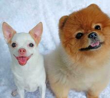 süß flauschige Chihuahua pommerschen Hund auf ein Weiß Hintergrund. süß Haustiere foto