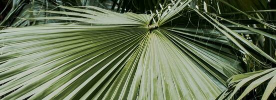 tropisch Palme Blätter, Blumen- Hintergrund Foto. kreisförmig Palme Blatt foto