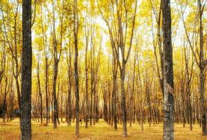 Gummi Baum, hevea brasiliensis golden Gelb im schattig Plantage foto