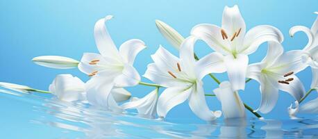 ai generiert Lilien von Weiß Blumen und Lilie Gras auf ein hell Blau Weiss Hintergrund, foto