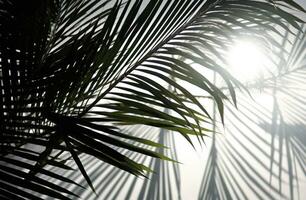 ai generiert Palme Blätter Schatten auf Weiß Oberfläche foto