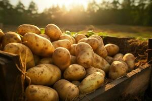 ai generiert geerntet Kartoffeln im ein hölzern Box auf das Feld beim Sonnenuntergang, frisch gepflückt Kartoffeln auf ein Landwirte Feld, gesund organisch produzieren, ai generiert foto