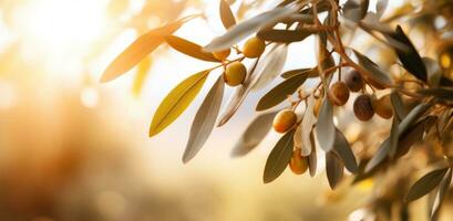 ai generiert Olive Blätter wachsend auf ein Baum beim Sonnenaufgang foto