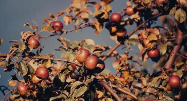 ein großer roter Apfel auf dem Ast foto