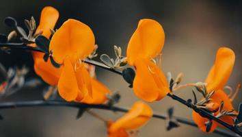 Makrofotografie von schönen gelben Blumen foto