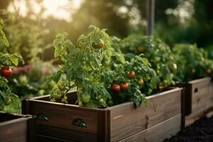 ai generiert Pflanzen Tomaten im hölzern angehoben Garten Betten foto