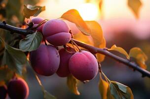 ai generiert Pflaume Baum beim Sonnenuntergang mit voll Orange Frucht, foto