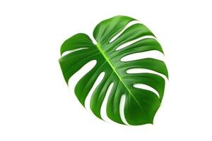 ai generiert Monstera Blatt schließen oben isoliert. foto