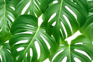 ai generiert Monstera Blatt schließen oben isoliert. foto