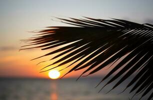 ai generiert Palme Blatt auf Sonne einstellen Über Ozean foto