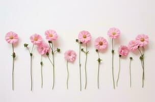 ai generiert Rosa Blumen vereinbart worden im ein Reihe auf ein Weiß Hintergrund, foto