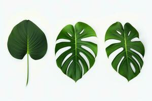 ai generiert drei Monstera Blätter auf Weiß Hintergrund foto