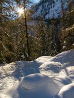 ein schneebedeckt Wald mit Bäume und ein Sonne leuchtenden durch das Bäume foto