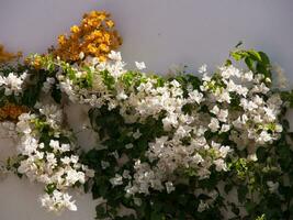 ein Weiß Mauer mit Gelb und Weiß Blumen foto