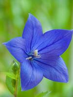 ein Blau Blume mit ein Grün Stengel foto