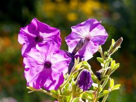 lila Blumen im Garten foto