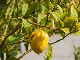 ein Zitrone ist hängend auf ein Baum foto