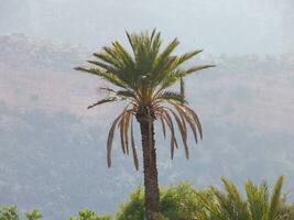 ein Palme Baum mit ein Berg im das Hintergrund foto