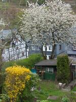 ein Baum mit Weiß Blumen foto