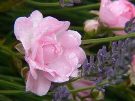 ein Rosa Rose mit Wasser Tröpfchen auf es foto