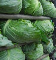 großer Kohl auf LKW foto