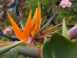 ein Vogel von Paradies Blume foto