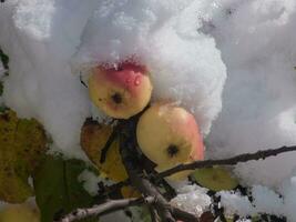 ein Baum bedeckt im Schnee mit Äpfel auf es foto