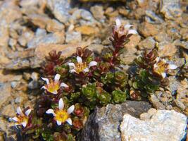 ein klein Pflanze mit Weiß Blumen wachsend auf Felsen foto