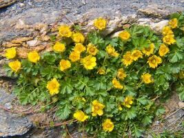 Gelb Blumen wachsend auf ein Felsen foto