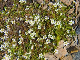 ein klein Patch von Weiß Blumen wachsend auf ein Felsen foto