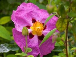 ein Rosa Blume mit ein Gelb Center ist im das Mitte von Grün Blätter foto