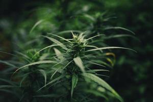 Cannabis-Sativa-Pflanze, die im Freien wächst foto