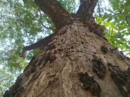 majestätisch Baum mit breit Geäst und üppig Blätter unter Sanft Sonnenlicht foto