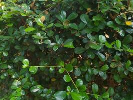 schön Grün Blätter im das Garten zum ein natürlich Hintergrund foto