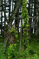 Küsten Wald mit Windschutz und Lianen auf das Pazifik Küste, Kuril Inseln foto