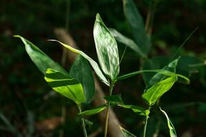 frisch Blätter von jung breitblättrig Bambus sasa foto