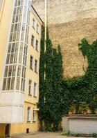 Stadtbild, Backstein Hof Mauer bedeckt mit Efeu foto